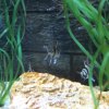 akvarielego 016